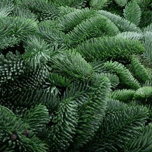Noble Fir Tree (Abies Nobilis)