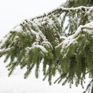 Norway Spruce (Picea abies)