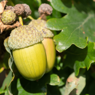 Oak Premium Gift Tree