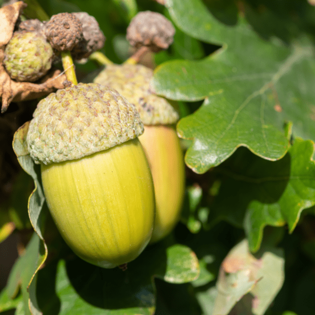 OAK – THE TREE OF STRENGTH
