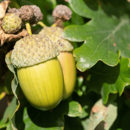 OAK – THE TREE OF STRENGTH