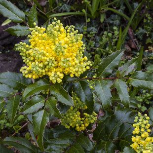 Oregon Grape (Mahonia aquifolium)