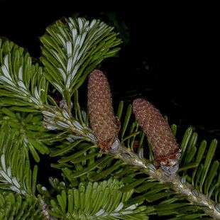Pacific Silver Fir (Abies amabilis)