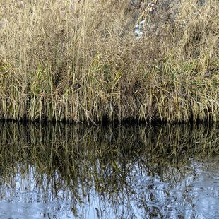 Phragmites australis