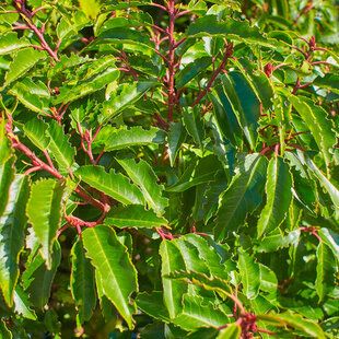 Portuguese Laurel (Prunus lusitanica)