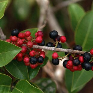 Purging Buckthorn (Rhamnus cathartica)