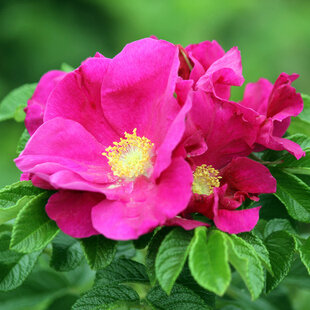 Ramanus Rose (Rosa rugosa)