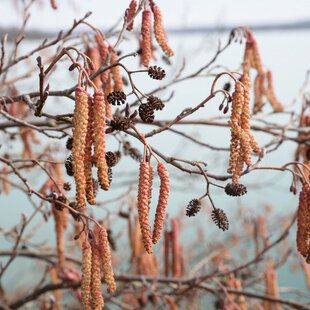 Red Alder (Alnus rubra)