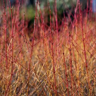 Red-Berried Dogwood (Cornus sanguinea)