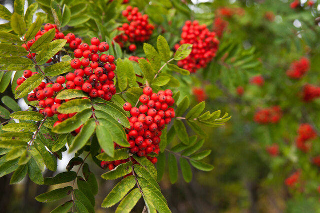 Rowan (Sorbus aucuparia)