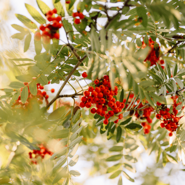 ROWAN – THE TREE OF LIFE