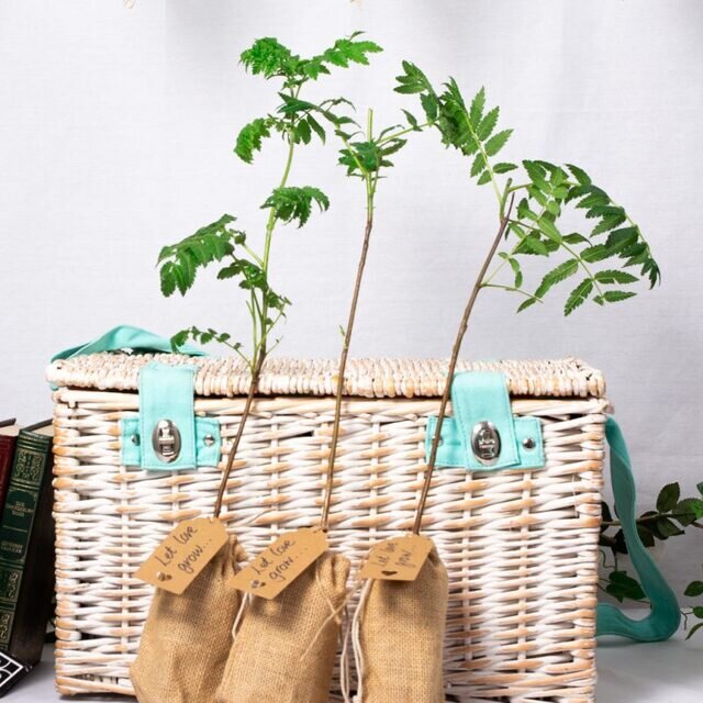 ROWAN – WEDDING FAVOUR