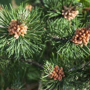 Scots Pine (Pinus sylvestris Scotica)