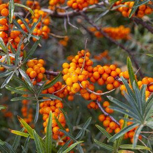 Sea Buckthorn (Hippophae rhamnoides)