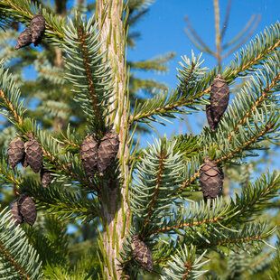 Serbian Spruce (Picea omorika)