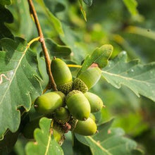 Sessile Oak (Quercus petraea)