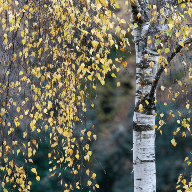 SILVER BIRCH – THE TREE OF PROTECTION