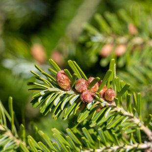 European Silver Fir (Abies alba)