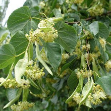 Small-Leaved Lime (Tilia cordata)