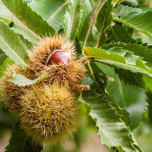Sweet Chestnut (Castanea sativa)