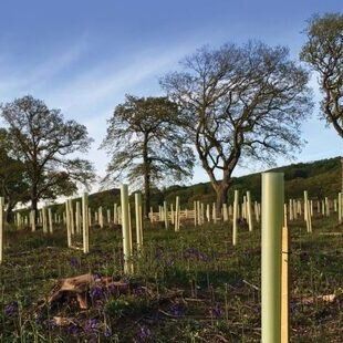 120cm Standard Tree Shelter