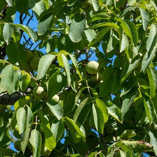 Walnut (Juglans regia)