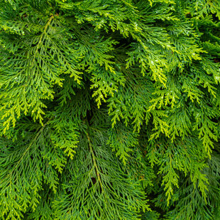 Western Red Cedar Hedging Tree (Thuja Plicata)