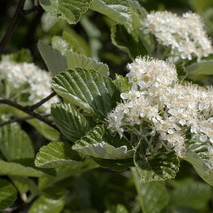 Whitebeam (Sorbus aria)