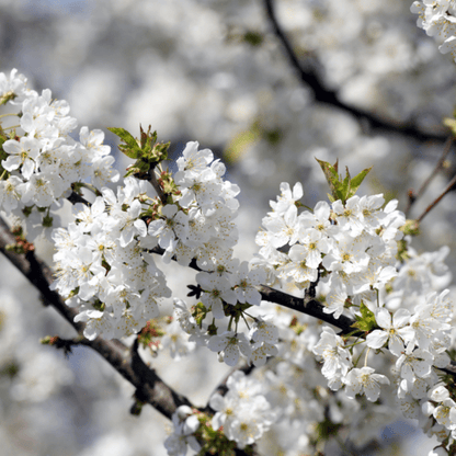 WILD CHERRY – THE TREE OF GOOD FORTUNE