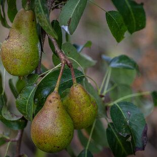Wild Pear (Pyrus communis)