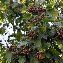 Wild Service Tree (Sorbus torminalis)