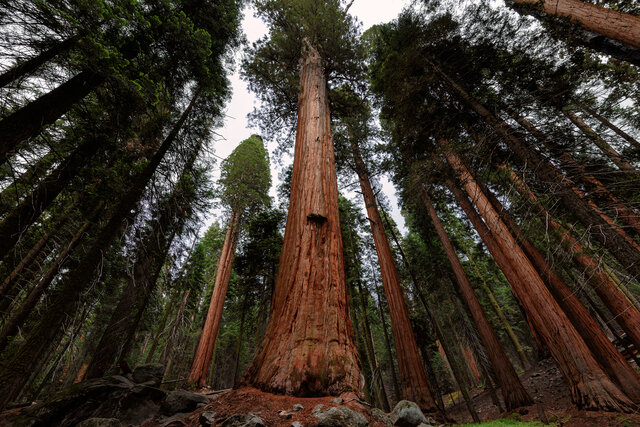 Coastal Redwood Thumbnail
