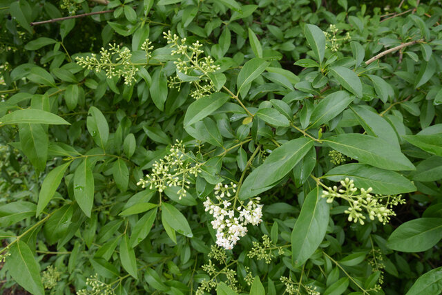 Common Privet (Ligustrum vulgare) Thumbnail