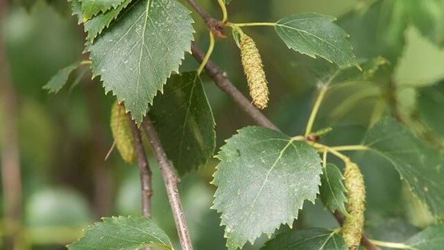 Downy Birch (Betula pubescens) Thumbnail