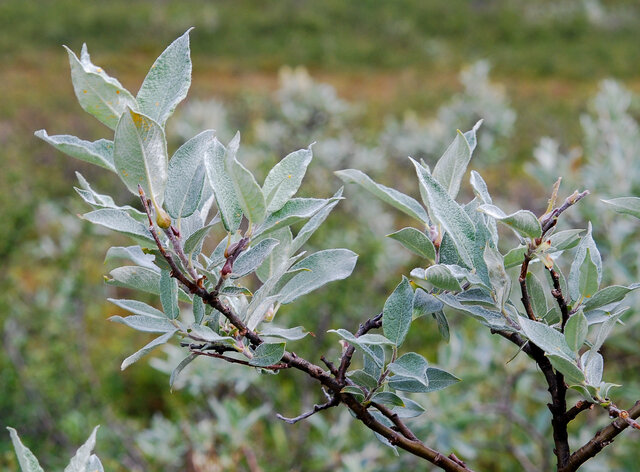 Downy Willow (Salix lapponum) Thumbnail