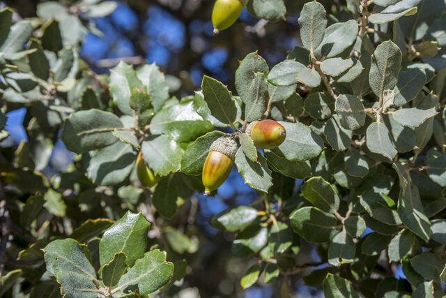 Evergreen Oak (Quercus ilex) Thumbnail