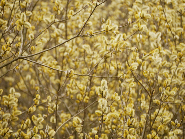 Grey Willow (Salix cinerea) Thumbnail