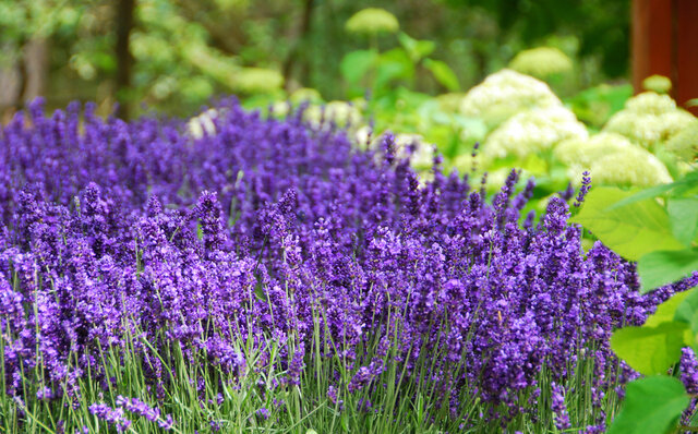 Lavender hidcote Thumbnail