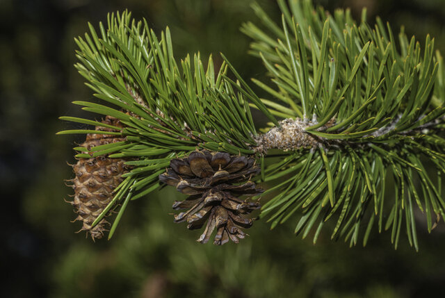 Lodgepole Pine (Pinus contorta) Thumbnail