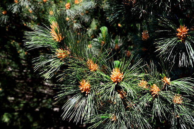Macedonian Pine (Pinus peuce) Thumbnail