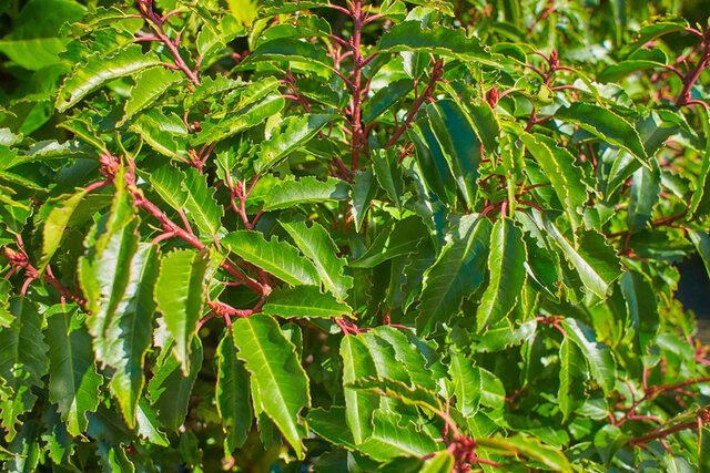 Portuguese Laurel (Prunus lusitanica) Thumbnail