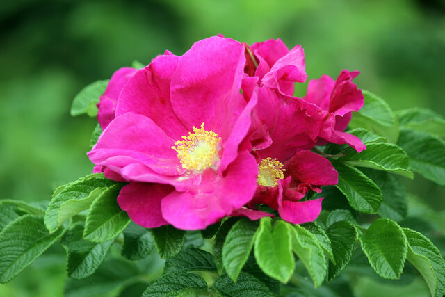 Ramanus Rose (Rosa rugosa) Thumbnail
