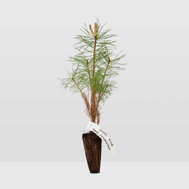 Scots Pine (Pinus sylvestris Scotica)