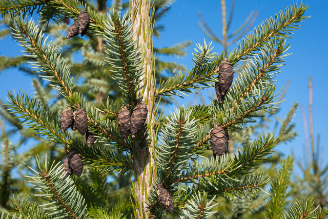 Serbian Spruce (Picea omorika) Thumbnail