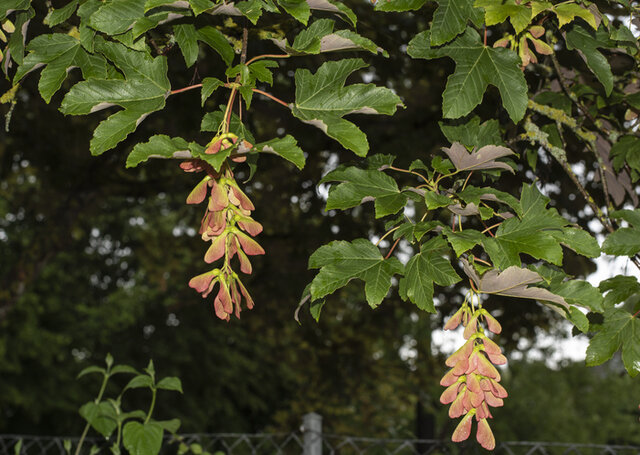 Sycamore (Acer pseudoplatanus) Thumbnail