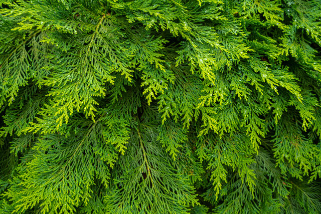 Western Red Cedar (Thuja plicata) Thumbnail