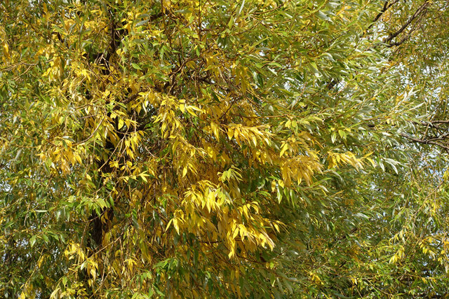 White Willow (Salix alba) Thumbnail
